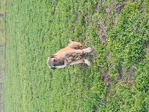 vand catel de kangal de 3 luni 