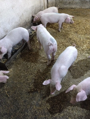 vand purcei landras  - imagine 3