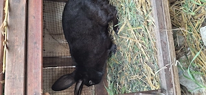 Iepure un mascul - imagine 3