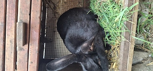 Iepure un mascul - imagine 2