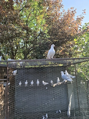 Porumbei satineti,voiajori albi