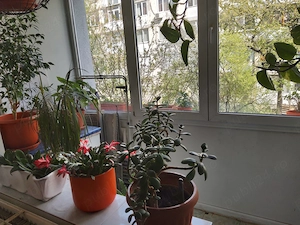 3 camere Almasul Mare etaj 1 - imagine 9