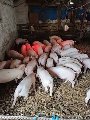 Vând Porci  - imagine 2