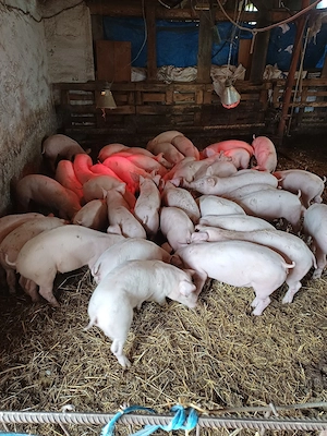 Vând Porci  - imagine 3