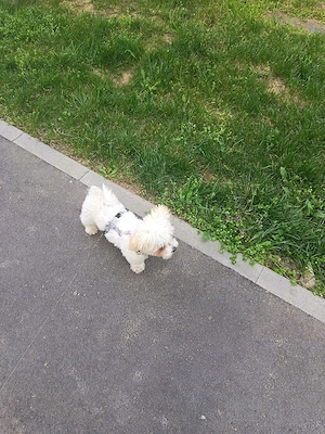 Bichon maltese  - imagine 3