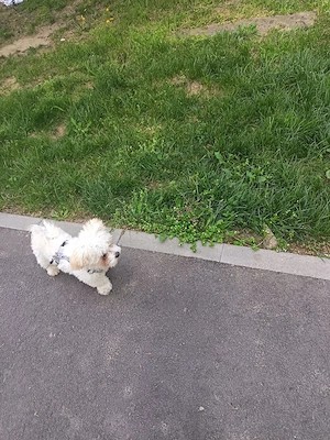 Bichon maltese  - imagine 2