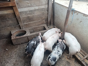 Vând purcei 12 săptămâni, 350 lei bucata.