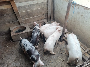 Vând purcei 12 săptămâni, 350 lei bucata. - imagine 2