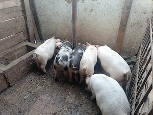 Vând purcei 12 săptămâni, 350 lei bucata. - imagine 5