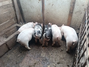 Vând purcei 12 săptămâni, 350 lei bucata. - imagine 4