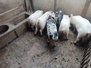 Vând purcei 12 săptămâni, 350 lei bucata. - imagine 3