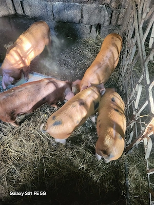 Purcei crescuți în gospodărie 