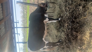 Junincă de 1 an de vînzare - imagine 2