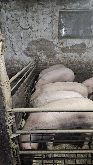 porci intre 100 - 120 kg  - imagine 3