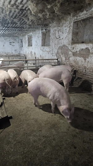 porci intre 100 - 120 kg  - imagine 4