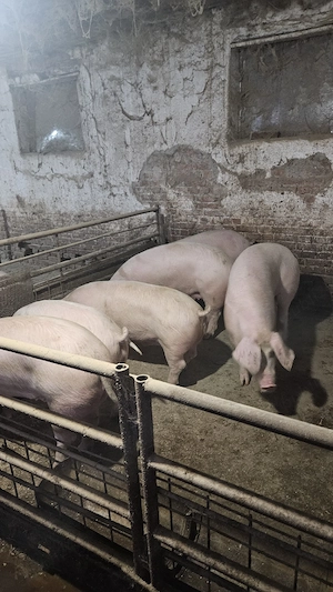 porci intre 100 - 120 kg  - imagine 2