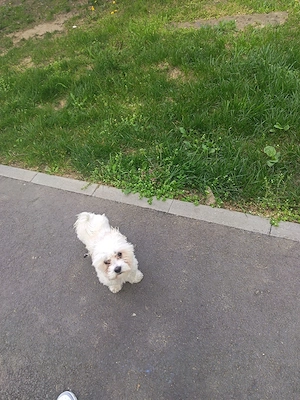 Bichon maltese  - imagine 4