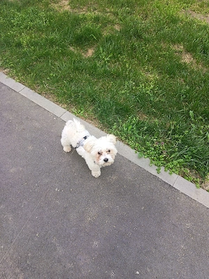 Bichon maltese  - imagine 5