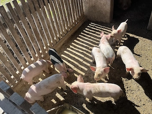 Vand purcei 300 de lei bucata