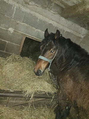 Vand armăsar - imagine 2