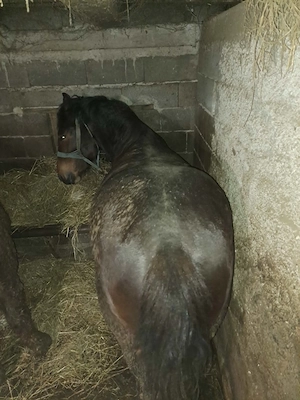 Vand armăsar - imagine 3