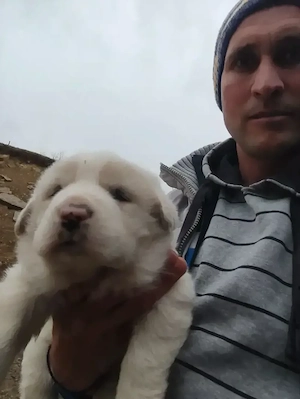 isi cauta o noua casa pereche de balani pentru mai multe detalii sinati la telefon 