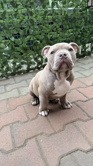 Vând American Bully Pocket
