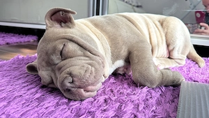 American bully pocket - imagine 2