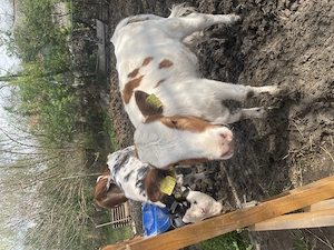 Vând două vitele albastru belgian și red holstein 