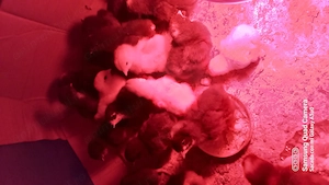 Pui de găină eclozati 12 aprilie  - imagine 2