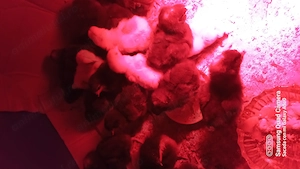 Pui de găină eclozati 12 aprilie 