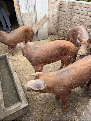 vand grasuni duroc  - imagine 5