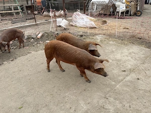 vand grasuni duroc  - imagine 4