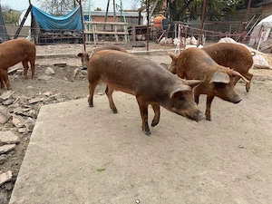 vand grasuni duroc  - imagine 3