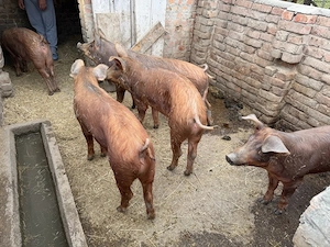 vand grasuni duroc  - imagine 2