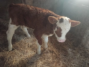 vând un tauras si o vitea