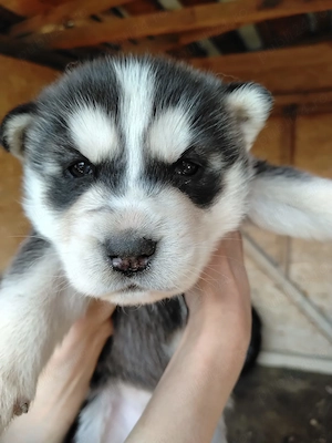 Pui Husky Siberian - imagine 3