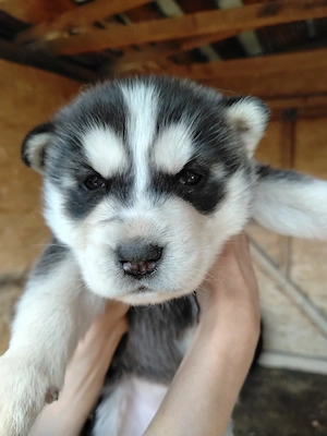 Pui Husky Siberian - imagine 5