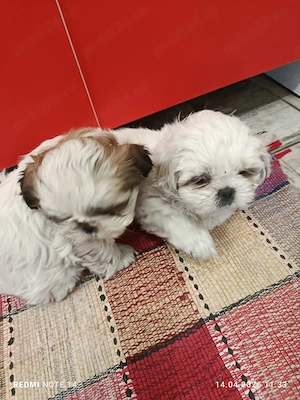 Vând cățeii shitzu 