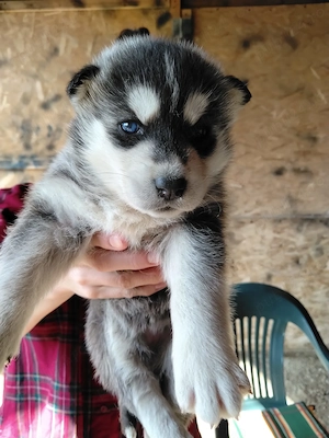 Pui Husky Siberian - imagine 2