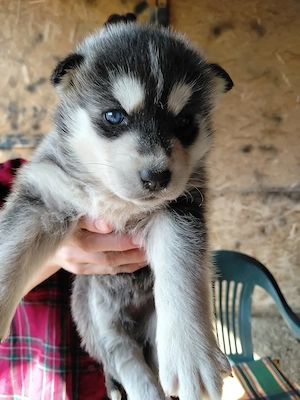 Pui Husky Siberian - imagine 4