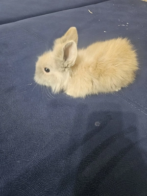 Iepurasi crescuti cu iubire si grija - imagine 5