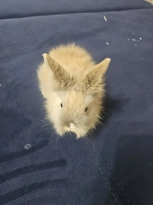 Iepurasi crescuti cu iubire si grija - imagine 4