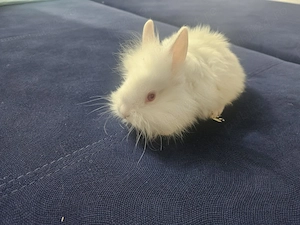 Iepurasi crescuti cu iubire si grija - imagine 2