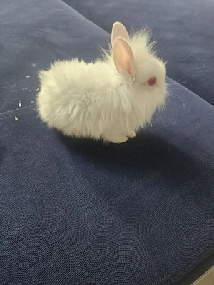 Iepurasi crescuti cu iubire si grija - imagine 3