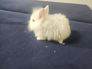 Iepurasi crescuti cu iubire si grija