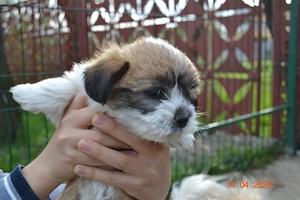 vand catei talie mica