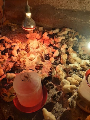 vând puii de găină țărănești