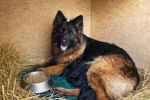 Catei ciobanesc german cu par lung , pedigree superbi, parinti arbitrati, iubitori familie!