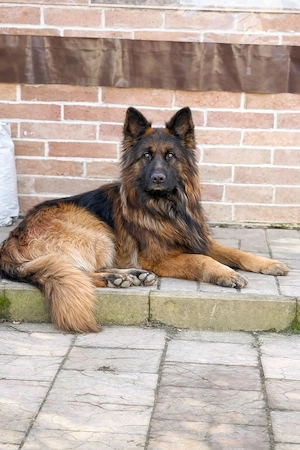Catei ciobanesc german cu par lung , pedigree superbi, parinti arbitrati, iubitori familie! - imagine 2